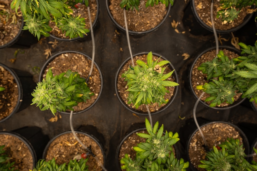 Identifying Quality Cannabis Products at Planet Nugg